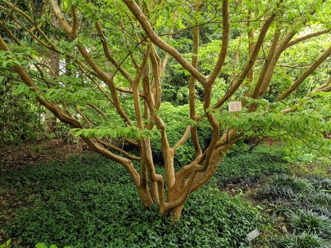 Stewartia Tree, Seattle Japanese Garden, Street Trees, Ornamental Trees, Garden Guide, Garden In The Woods, Deciduous Trees, Flower Branch, Garden Photos