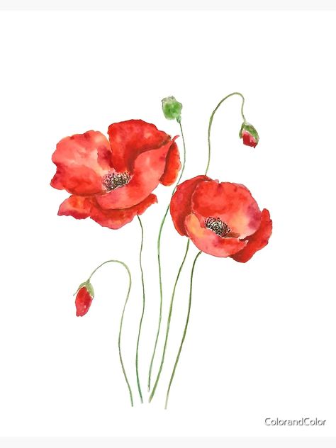 Poppy Flower Painting, Poppies Watercolor, Orange Poppies, Poppy Drawing, Poppy Art, Watercolor Poppies, Poppy Painting, Orange Poppy, Art And Illustration