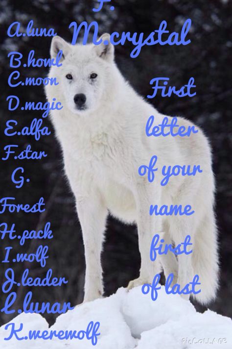 What is your wolf name Your Wolf Name, White Wolves, Wolf World, Wolf Pup, Wolf Quotes, Big Bad Wolf, The Exorcist, Bad Wolf, White Wolf