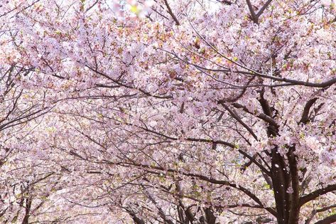 Care for a Yoshino cherry tree starts with a sunny planting location with consistently moist soil and regular fertilizing after the tree is 2 years old. Yoshino Cherry Tree, Tree Pruning, Cherry Trees, Tree Care, Cherry Tree, Landscape Trees, The Tree, Decks, Planting