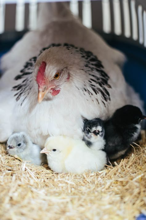 life on Gartur Stitch Farm- waiting for our eggs to hatch! Our new chickens and chicks #farmlife #rurallife #countrylife #chickens #slowliving Hen And Chicks, Fancy Chickens, Chicken Life, Beautiful Chickens, Chickens And Roosters, Chicken Breeds, Hens And Chicks, Pet Chickens, Chicken Farm