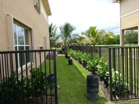 Clusia Landscaping Ideas, Clusia Hedge, Pretty Patios, Hedges Landscaping, Garden Centerpiece, Landscaping Trees, Landscaping Backyard, Columnar Trees, Backyard Fence