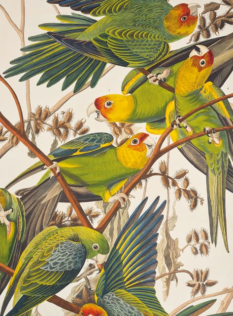 Audubon Prints, Audubon Birds, Parrots Art, James Audubon, Birds Of America, Jeff Koons, John James Audubon, Vintage Birds, Bird Species