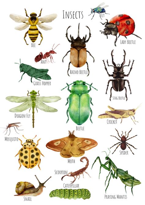 Insects Aesthetic, Bug Poster, Insect Poster, Bug Illustration, Insect Identification, Bug Wall, Insect Illustration, Insects Preschool, Bug Images