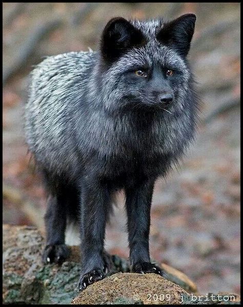 Silver Fox Silver Fox Animal, Fox Pet, Swift Fox, Fox Totem, Fantastic Fox, North American Animals, Wolf Hybrid, Fox Animal, Silver Foxes