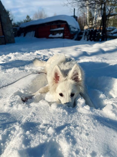 Dog Swiss Shepherd Aesthetic, White Gsd, White Shepherd Dog, Swiss Shepherd, Caucasian Shepherd, Smooth Collie, White Husky, White Swiss Shepherd, American Shepherd