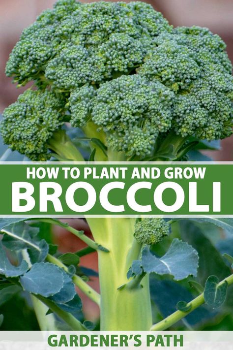 How to Plant and Grow Broccoli | Gardener’s Path How To Grow Broccoli, Healthy Garden Soil, Grow Broccoli, Herbs Growing, Broccoli Plant, Growing Broccoli, Broccoli Seeds, Easy Vegetables To Grow, Gardening Vegetables