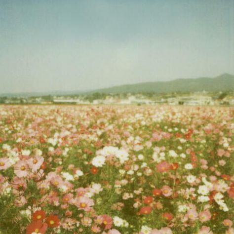 flowerfield. Theme Nature, Image Film, Trendy Flowers, Arte Obscura, Nature Aesthetic, Flower Field, Pretty Places, Goa, Pretty Pictures