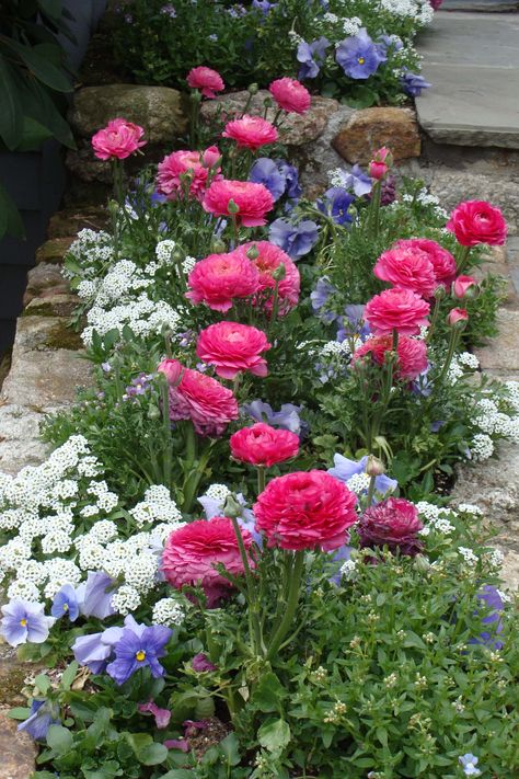 Ranunculus Garden, Flower Bed Designs, Aesthetic Garden, Front Yard Garden Design, Garden Aesthetic, Cut Flower Garden, Charming Garden, Garden Yard Ideas, Ideas Garden