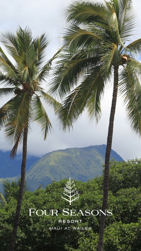 Read our blog on the exclusive promotions being offered at Four Seasons Maui through a Preferred Partner Agency 🌴 Maui Four Seasons, Four Seasons Maui, Poolside Dining, Pool Service, Hotel Branding, Four Seasons Hotel, St Thomas, Beach Walk, Hawaii Travel