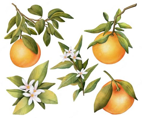 Oranges Watercolor, Branch Drawing, Bicycle Tattoo, Orange Plant, Watercolor Plants, Loose Watercolor, Spring Wallpaper, Leaves Vector, Orange Tree