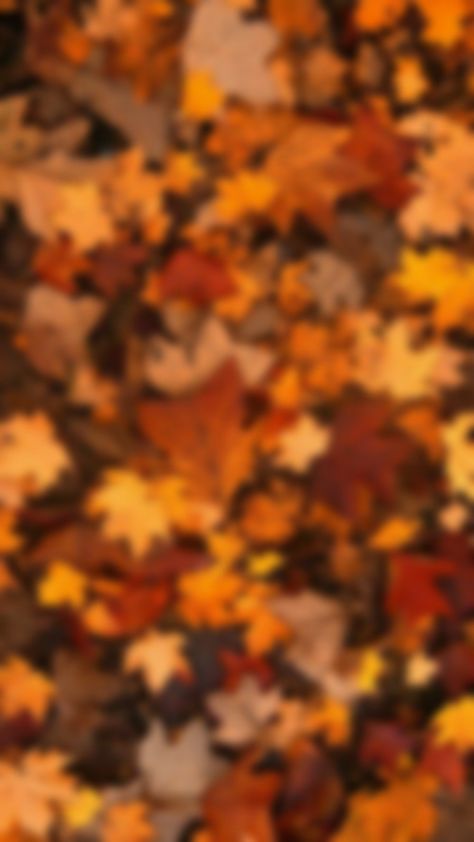 Iphone 15 Fall Wallpaper, Fall Trees Background, Fall 2024 Wallpaper, Fall Time Wallpaper Iphone, Fall Phone Theme Wallpaper, Fall Wallpaper Iphone Aesthetic Widgets, Autum Wallpers Aesthetic Ipad, Fall Phone Screen Aesthetic, Fall Apple Watch Wallpaper Aesthetic