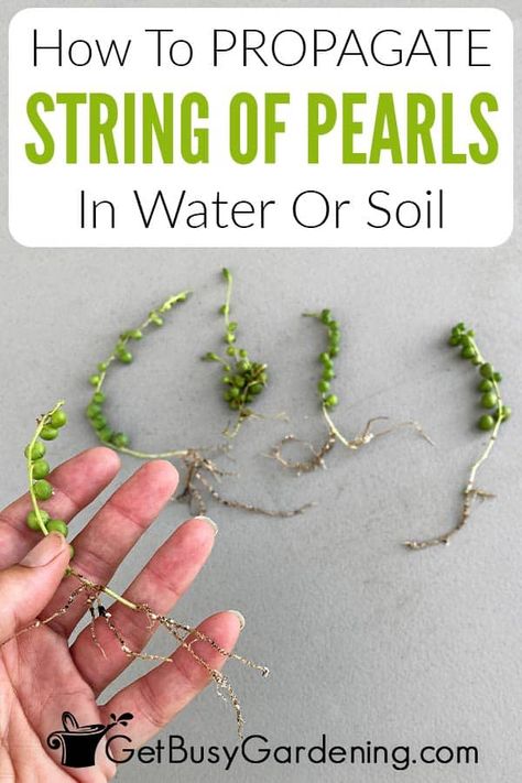 How To Propagate Pearl Succulents, How To Propagate String Of Turtles, Propagating Succulents In Water, String Of Pearls Propagation, How To Care For String Of Pearls Plant, How To Propagate String Of Pearls, Best Plants To Propagate In Water, String Of Pearls Plant Decor, Balcony Farm