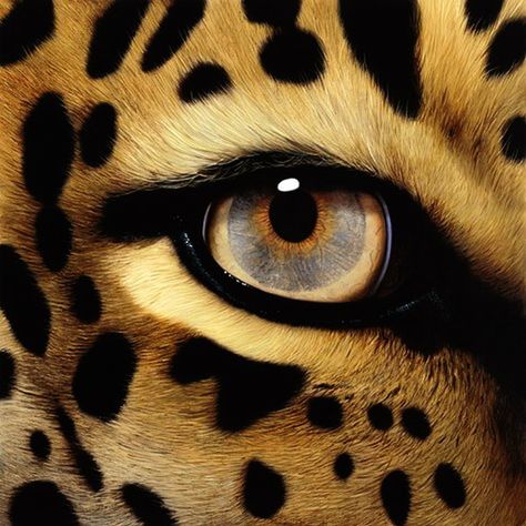 leopard eye study Bone Painting, Leopard Eyes, Animal Eyes, Lion Cat, Animal Babies, Wild Animals Pictures, Bone Art, Tiger Art, Nice Art