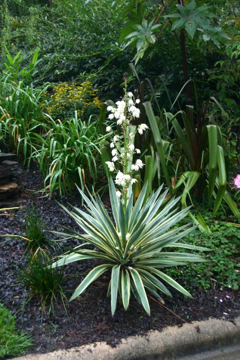 Soft Leaf Yucca, Yukka Plant, Yucca Flower, Garden Landscaping Backyard, Yucca Filamentosa, Montreal Botanical Garden, Front Flower Beds, Landscaping Backyard, Yucca Plant