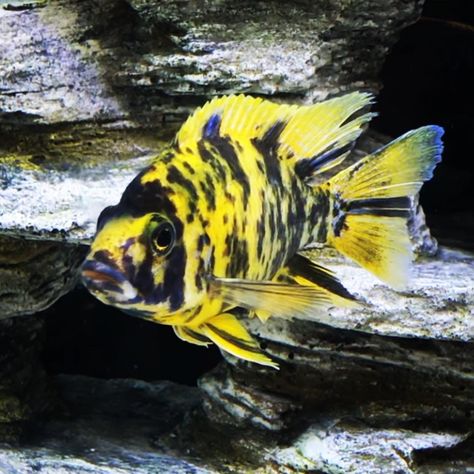 The very rare OB Lwanda looking plump and healthy. Learn more about why African Cichlids change colors. Ob Peacock Cichlid, African Cichlid Tank Design, African Cichlid Tank, African Cichlid Aquarium, Lake Malawi Cichlids, Fish Ponds Backyard, Aquarium Live Wallpaper, Cichlid Aquarium, Malawi Cichlids