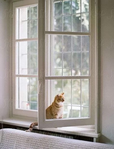 Window Herb Gardens, Home Windows Design, Bay Window Seating Ideas, Window Seating Ideas, Bay Window Seating, Bird Feeders Diy, Teralis Jendela, Front Window Design, Security Windows