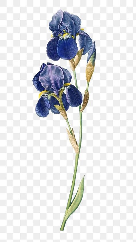 Iris Illustration, Blue Flower Png, Blue Iris Flowers, Watercolor Flowers Png, Watercolor Iris, Canva Graphics, Vintage Floral Backgrounds, Mallow Flower, Inspiration Tattoo