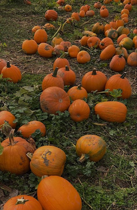 Fall | fall aesthetic | pumpkin patch | pumpkin patch aesthetic | cider mill | cider mill aesthetic | pumpkins Cider Mill Aesthetic, Pumpkin Farm Aesthetic, Fall Farm Aesthetic, Backyard Pumpkin Patch, Mill Aesthetic, Pumpkin Picking Aesthetic, Corn Maze Aesthetic, Fall Aesthetic Green, Aesthetic Pumpkin Patch