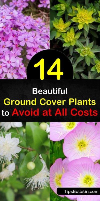 Learn about invasive plants, like Japanese pachysandra with its white flowers or vinca minor with its glossy green leaves and violet blooms, to avoid as ground covers. Choose native plants instead to stay in control of your garden. #ground #cover #invasive #plants Flowering Ground Cover Perennials, Vinca Ground Cover, Phlox Ground Cover, Garden Ground Cover, Ground Cover Flowers, Low Growing Ground Cover, Garden Ground, Perennial Ground Cover, Vinca Minor