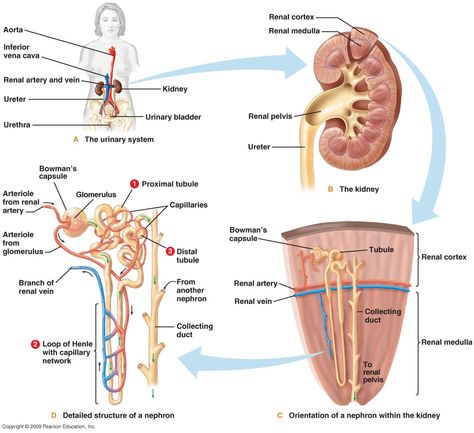 Human Excretory System Diagram, Excretory System Diagram, Human Excretory System, Galen College Of Nursing, Digestive System Model, Biological System, Renal Physiology, Emt Study, Excretory System