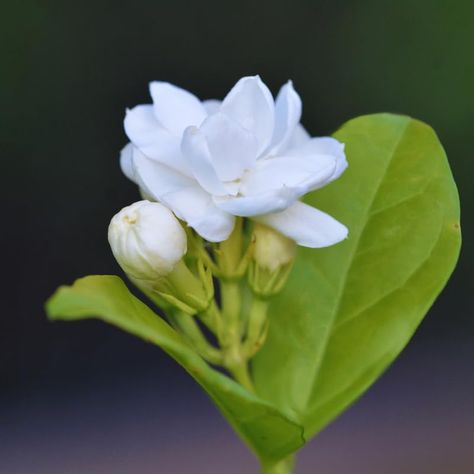 PRICES MAY VARY. 3 Sambac Jasmine Plants, 4 To 6 Inc Long, Maid Of Orlean Jasmine Live Plants, Jasmine Well Rooted, White Jasmine Flower Plants Tree Live Well drained soil, Full sun Ideal for your garden 3 Sambac Jasmine Plants, 4 To 6 Inc Long, Maid Of Orlean Jasmine Live Plants, Jasmine Well Rooted, White Jasmine Flower Plants Tree Live White Jasmine Flower, Sambac Jasmine, Jasmine Plant, Jasmine Sambac, Jasmine Flowers, Hummingbird Flowers, White Jasmine, Flower Plants, Jasmine Flower