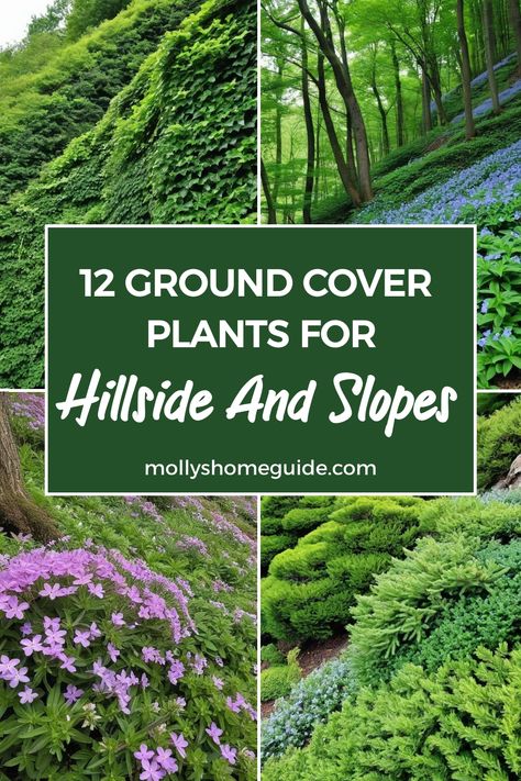 Discover the best ground cover plants for slopes and hillsides to add beauty and prevent erosion in your garden. Explore a variety of options, including evergreen varieties that bloom all summer long. Create a stunning landscape with these plants suitable for sloping gardens. Whether you're looking for shrubs for erosion control or ground cover plants for hillsides, we've got you covered. Implement these landscaping ideas to transform your yard into a lush oasis with effective ground covers. Mountain Laurel Landscaping, Plants To Prevent Erosion, Fast Growing Ground Cover For Slopes, Shade Ground Cover Walkable, Hillside Ground Cover Ideas, Sweet Woodruff Ground Cover, Plants For Hillside, Mound Landscaping Ideas, Plants For Slopes