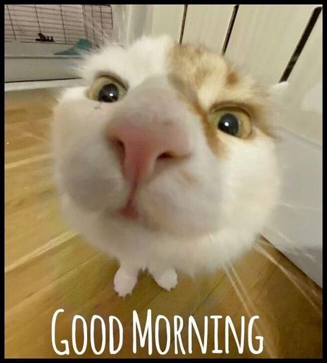 Gc Pictures, Capoo Cat, Cat Text, Good Morning Cat, Communication Cards, Good Night Funny, Morning Cat, Good Morning Funny Pictures, Funny Emoticons