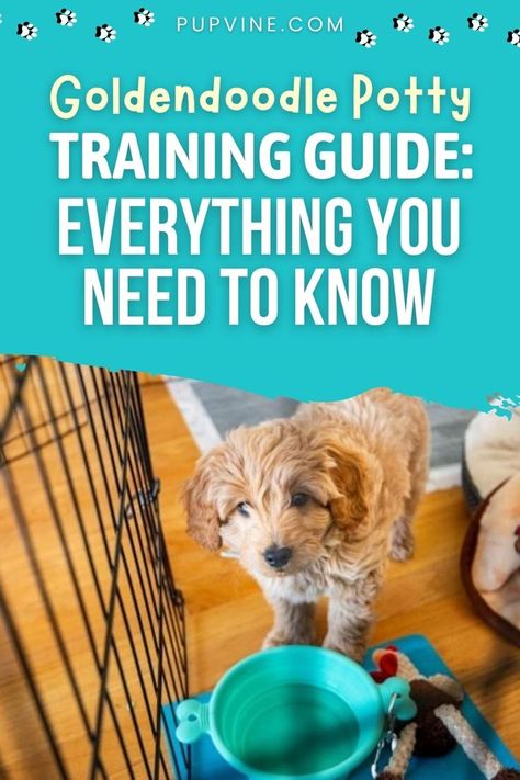 Goldendoodle Puppy Training, Golden Doodle Training Tips, How To Potty Train A Puppy, Doodle Training, Rocky Training, Goldendoodle Training, Potty Training Puppy Apartment, Potty Training Guide, Goldendoodle Miniature