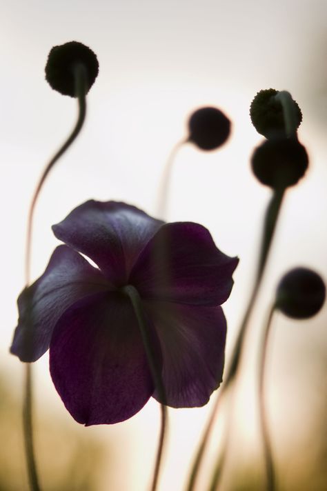 by Kmye Gothic Garden, Black Poppy, Black Garden, Dark Flowers, Black Flowers, Love Flowers, Beautiful Photography, Pretty Flowers, Purple Flowers