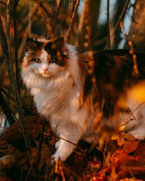 Calico Norwegian Forest Cat, Calico Cat Aesthetic, Hello Kitty Pics, Pumpkin Cats, Autumn Cats, Fall Cat, Autumn Cat, Cat Tatto, Fall Cats