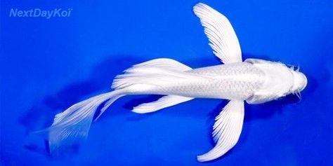 platinum-butterfly-koi Butterfly Koi, Ikan Koi, Water Features In The Garden, Koi Fish, Water Features, Koi, Platinum, Fish, Water