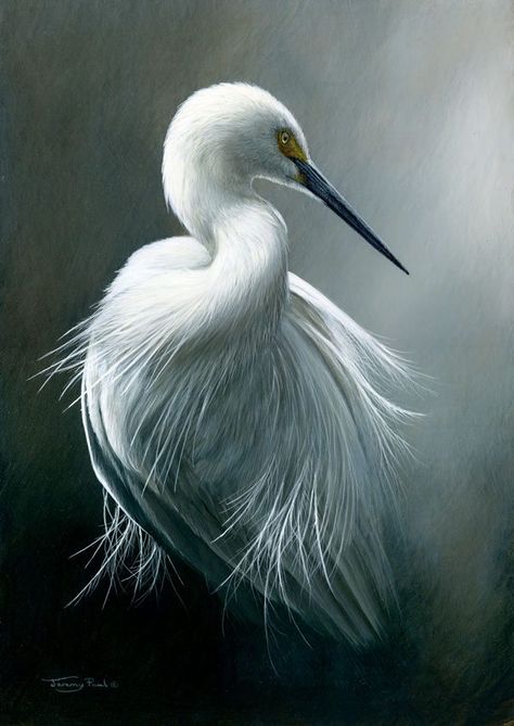 Great White Egret, Diary 2023, Regard Animal, Heron Art, Robert Fuller, Southern Art, White Egret, British Wildlife, Wildlife Paintings