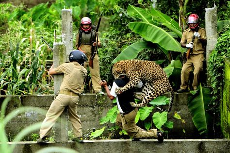 National Geographic Photo Contest 2012 - Leopard attack National Geographic Photo Contest, Animal Attack, League Of Legends Memes, Make My Day, Perfectly Timed Photos, We Are The World, National Geographic Photos, Leopards, Popular Pins