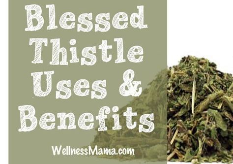 The benefits and uses of blessed thistle herb Thistle Uses, Herb Uses, Essential Oil Menstrual Cramps, Cramp Remedies, Menstrual Cramp Relief, Blessed Thistle, Wellness Mama, Digestive Problems, Coconut Health Benefits