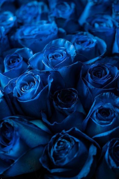 Blue Flowers Images, Blue Flowers Bouquet, Blue Roses Wallpaper, Photo Bouquet, Dark Blue Flowers, Nature Photography Flowers, Roses Wallpaper, Blue Valentine, Aesthetic Roses