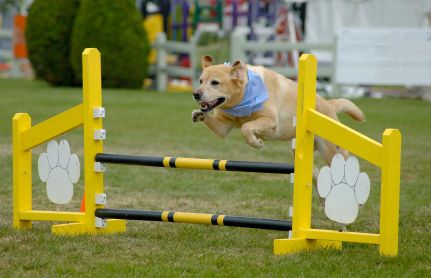 .. Dog Agility Course, Dog Jumping, Agility Training For Dogs, Dog Magazine, Fancy Dog, Agility Training, Dog Projects, Dog Agility, Dog Activities