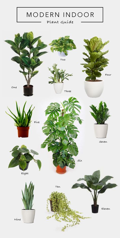 Modern Indoor Plant Guide Nature Living, Tanaman Indoor, Tanaman Pot, نباتات منزلية, Living Room Plants, Small Living Room Design, Floating Plants, Desain Lanskap, Banana Plants