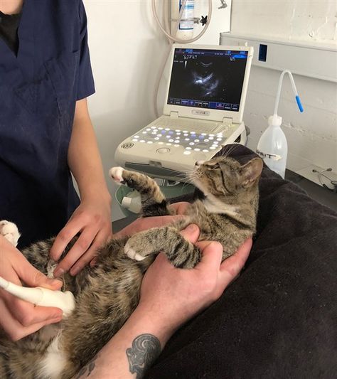 Pregnant cat takes funny ultrasound photos Cat Ultrasound, Vet School Motivation, Shocked Cat, Kitty Play, Pregnant Cat, Vet Medicine, Vet School, Vet Student, Mang Thai