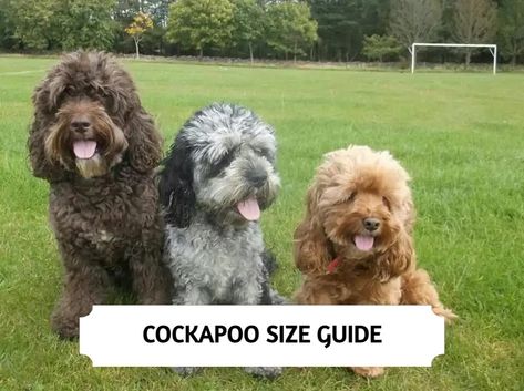 Cockapoo Size - How Big Do Cockapoo Full Grown? Cockapoo Full Grown, Miniature Cockapoo, Cute Dog Mixes, Toy Cockapoo, Mini Cockapoo, Black Cockapoo, Cockapoo Dog, Cockapoo Puppies, Labradoodle Puppy