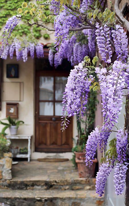 Wisteria Sinensis, Wisteria Garden, Wisteria Plant, Wisteria Flowers, Flowering Cherry Tree, Wisteria Tree, Purple Wisteria, Lilac Tree, Flowers Growing