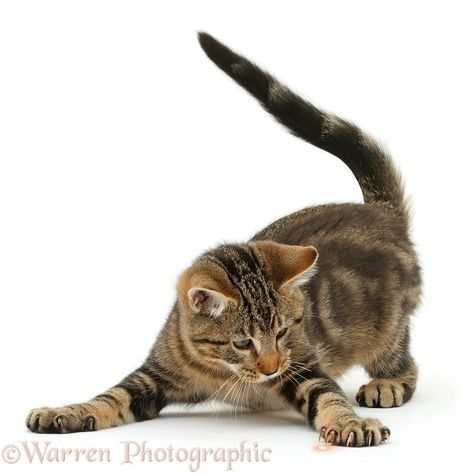 Playful tabby kitten photo WP41431 Cat Jumping Down, Cats Reference Photos, Cat Reference Photos For Drawing, Dynamic Cat Poses, Cats Playing Together, Cat Reference Photo, Cat Poses, Group Of Cats, Cat References