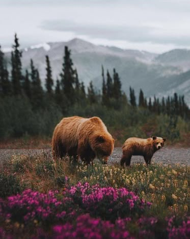 ~ Animal Photography Wallpaper, Aesthetic Animal Photos, Animals In Nature Photography, Wildlife Photographer Aesthetic, Wildlife Photography Aesthetic, Wildlife Photography Wallpaper, Wildlife Photography National Geographic, Colorado Wildlife, Montana Aesthetic