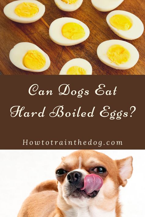 Eggs For Dogs, Can Dogs Eat Eggs, Egg Recipes For Dinner, Dog Hot Spots, Hard Boiled Egg Recipes, Egg Benefits, Superbowl Party Food, Dog Nutrition, Health Dinner