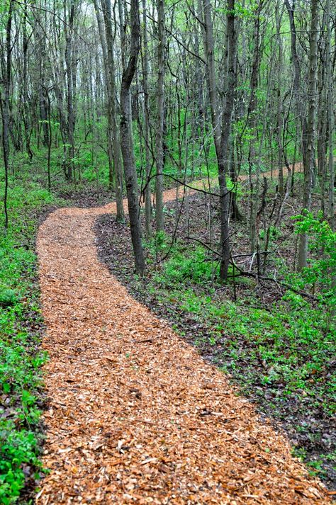 Woodland Trail Wooded Backyard Landscape, Natural Playground Ideas, Woodland Trail, Wooded Landscaping, Playground Ideas, Hillside Landscaping, Natural Playground, Forest Garden, Woodland Garden