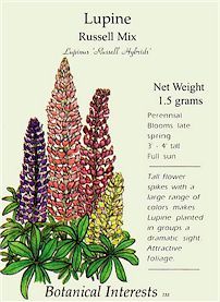 Lupine: Russell Mix | Garden Guides Lupine Seeds, Botanical Interests, Lupine Flowers, Full Sun Perennials, Plant Delivery, Tall Flowers, Flower Meanings, Flower Spike, Fall Plants