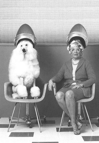 Good afternoon beautiful people! These two ladies are getting ready for the Holidays. :) Vintage Beauty Salon, Vintage Hair Salons, Vintage Poodle, Grooming Salon, American Bully, Standard Poodle, Appaloosa, Vintage Dog, Quarter Horse