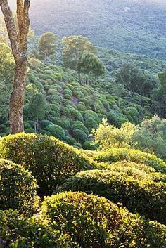 ARGENTARIO GARDEN ITALY PAOLO PEJRONE by Clive Nichols Paolo Pejrone, Garden Italy, Famous Gardens, Potting Sheds, Italian Garden, Nature Garden, Garden Paths, The Public, Botanical Gardens