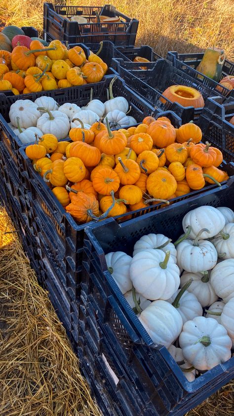 Autumn Activities Aesthetic, Craving Aesthetic, Pumpkin Patch Aesthetic, Tiny Pumpkins, October Mood, Pumpkin Cravings, Fall 23, Pumpkin King, Aesthetic Autumn