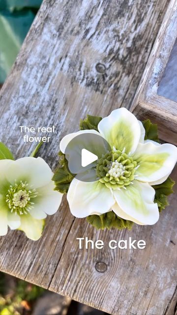 Rachelles on Instagram: "INSPIRED What inspires you? My garden inspires me and I’m slowly filling it with more and more flowers. What could be more inspirational than the real thing right in front of your eyes. Watch me pipe this pretty flower. The Rachelles Hellebore. Rachel x Colour Gooseberry by @sugarflair My favourite mixer from @kenwoodworld The best piping tips from @thebutterflycakeshop The best cake and buttercream recipe from me! Full range of classes available in my cake school. Www.rachelles.co.uk . . . #hellebore #cakeartist #cakeideas #cupcakequeen #kenwood #buttercreamflowers #botanicalart #buttercreamart #creative #gorgeous #vanilla #cakeoftheday #photography #bakerlife #cupcakeart #cupcakes #reels #buttercreamcake #dorsetwedding #cakereels #trendingreels #instada Baby In Bloom Cupcake Ideas, Piping Flowers Tutorial, Best Piping Tips, Buttercream Tutorials, My Cake School, Buttercream Flowers Cupcakes, Buttercream Flowers Tutorial, Cake Decorating Flowers, Making Decorations